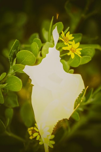 323+海德+树林+特写